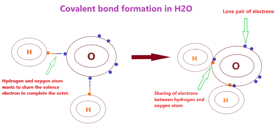 How covalent bond formed in H2O or water?