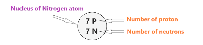 nucleus of the Bohr model of Nitrogen