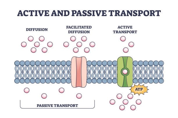 Is Osmosis Active Or Passive Transport All Explanation