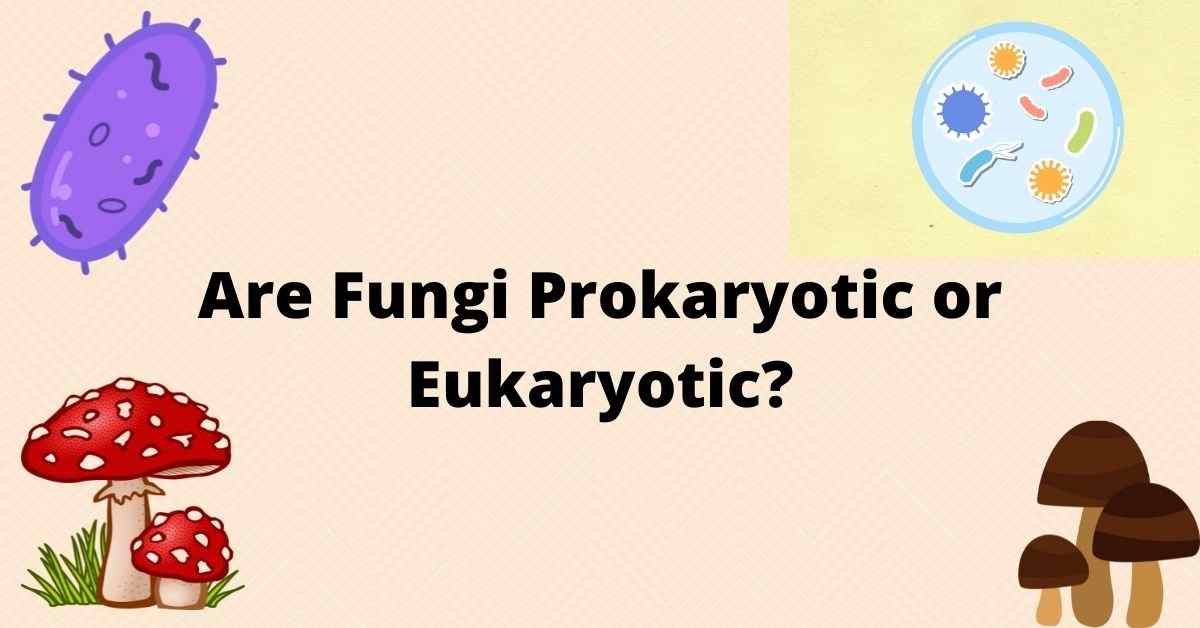 is-fungi-prokaryotic-or-eukaryotic-all-explanation