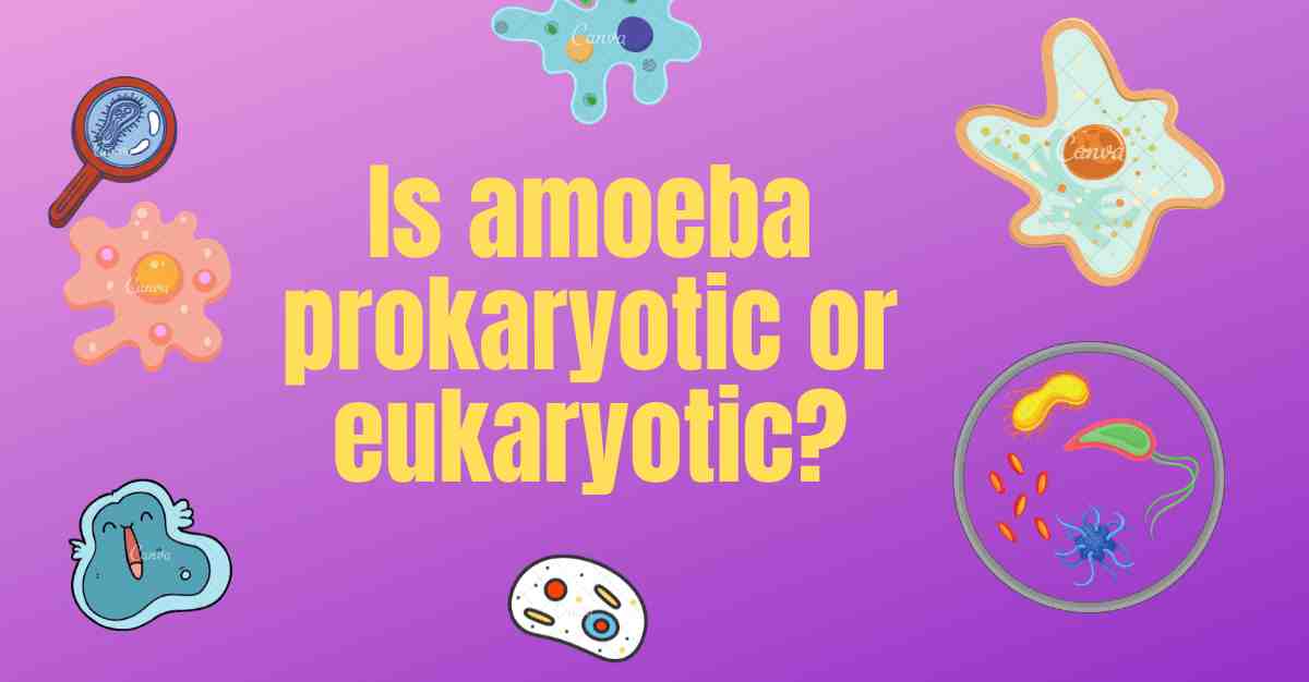 is-amoeba-prokaryotic-or-eukaryotic-all-explanation