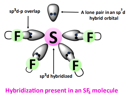 hybridization in SF4 molecule