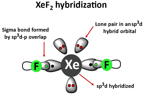 xef2 hybridization