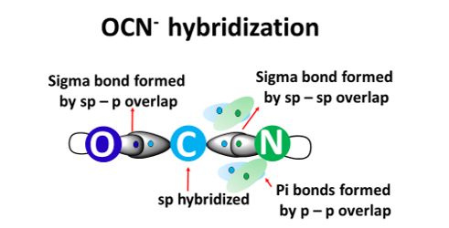 ocn- hybridization