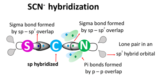 scn- hybridization