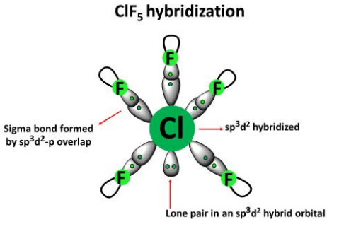 clf5 hybridization