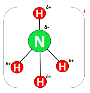 NH4+ dipole charges