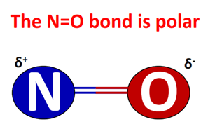 N=O bond in polar in NO molecule