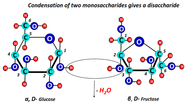 Sucrose or sugar adopts a cyclic structure in solution form