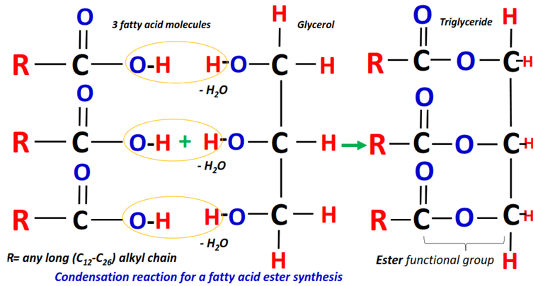 Triglyceride is a fatty acid ester formed by the condensationesterification of three fatty acid molecules with a glycerol molecule