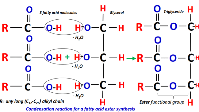 condensation reaction of a fatty acid molecule with a glycerol