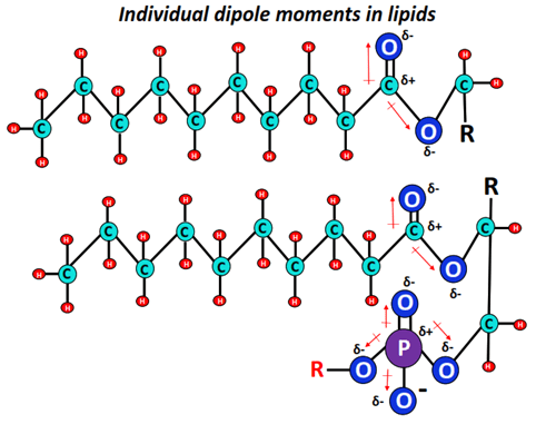 dipole moment in lipids