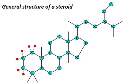 general structure of Steroids