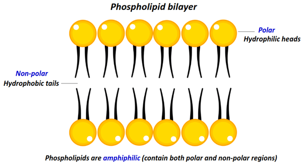 polar and nonpolar end of phospholipids