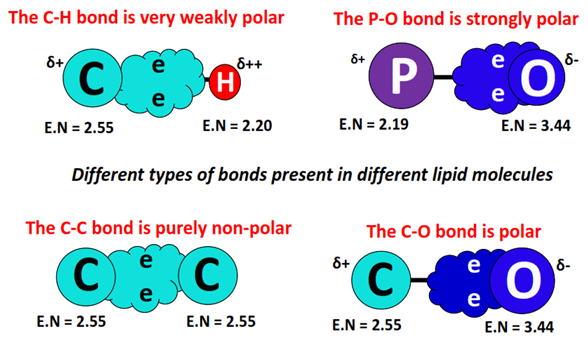 polarity of bonds in lipids