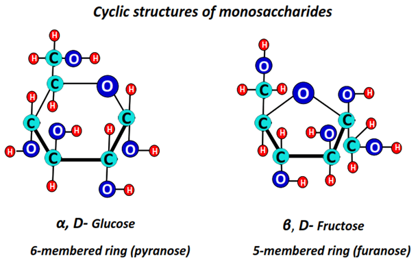 straight-chain structures of glucose and fructose adopt cyclic