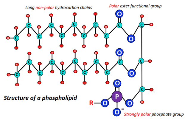 structure of Phospholipids