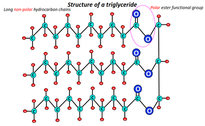 structure of Triglycerides-fats