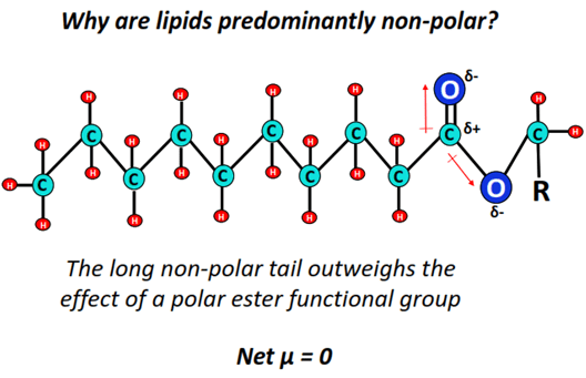 why lipids are nonpolar