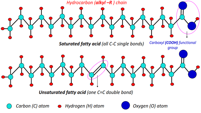 A fatty acid consists of a long hydrocarbon chain and a carboxylic acid (COOH) functional group