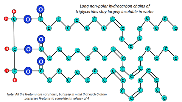 Are triglycerides hydrophilic or hydrophobic