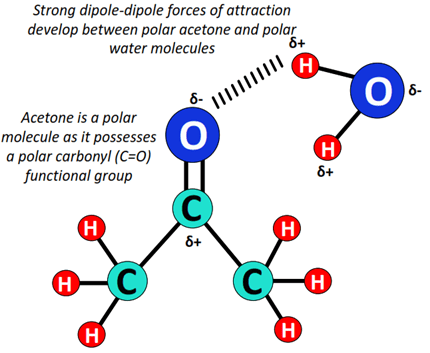 Is acetone hydrophilic or hydrophobic