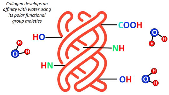 Is collagen hydrophilic or hydrophobic