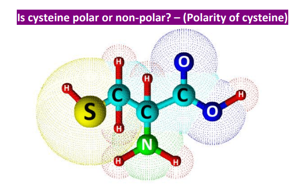 Is cysteine polar or nonpolar
