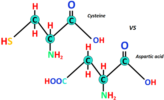 Which amino acid is more polar Cysteine or Aspartic acid