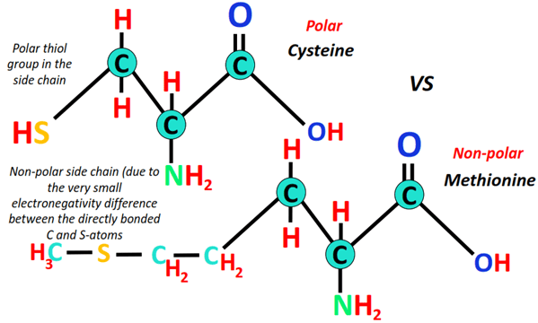 Why is cysteine polar while methionine is nonpolar