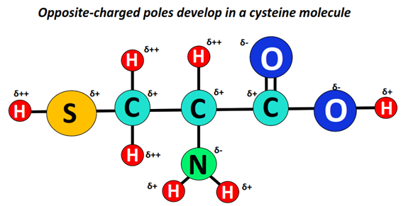 charged develop in cysteine