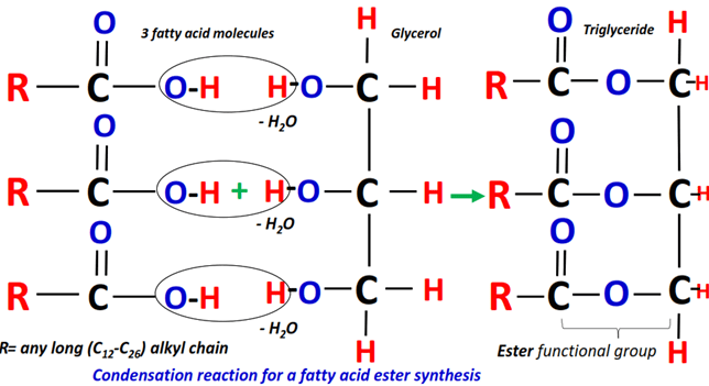 condensation reaction of a fatty acid molecule with a glycerol