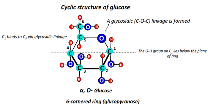 cyclic structure of glucose