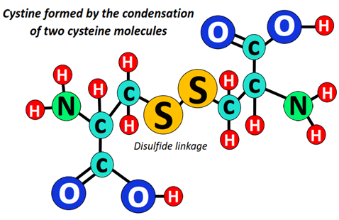 cysteine formed by condensation
