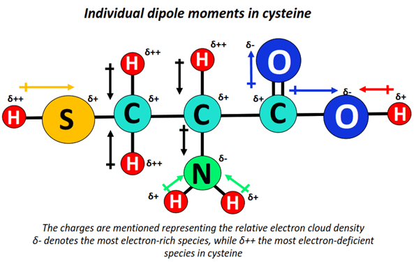 dipole moment in cysteine