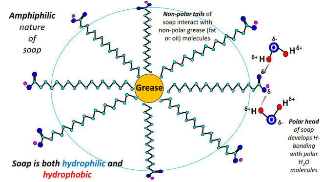 hydrophilic and hydrophobic cleaning action of soap