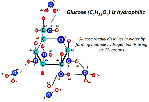 is Glucose hydrophilic