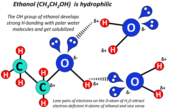 is ethanol Hydrophobic or Hydrophilic