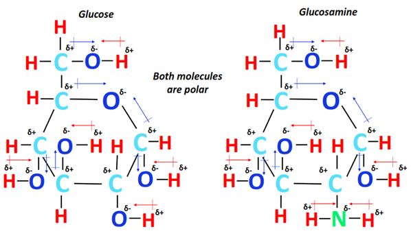 polarity of glucose vs glucosamine