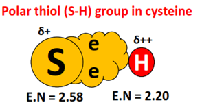 polarity of thiol (SH) group in cysteine