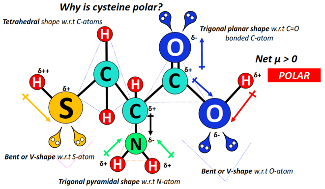 why is cysteine polar