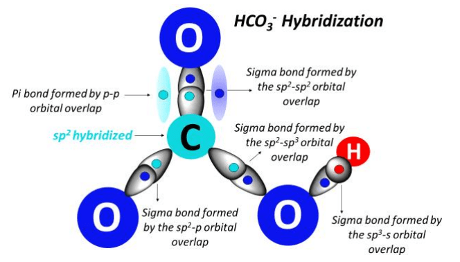 HCO3- hybridization