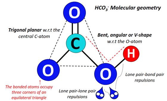 HCO3- molecular geometry or shape