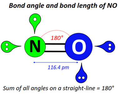 Nitric oxide (NO) bond angle
