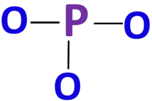 PO3 skeletal structure