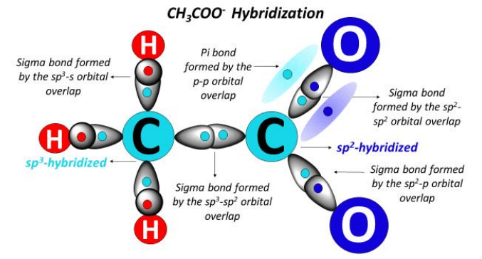 Acetate ion (CH3COO-) hybridization