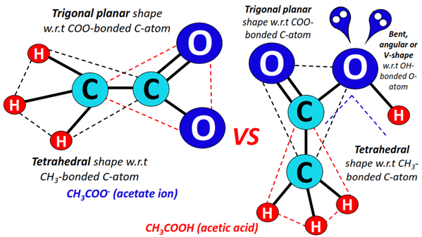 CH3COO- vs CH3COOH shape